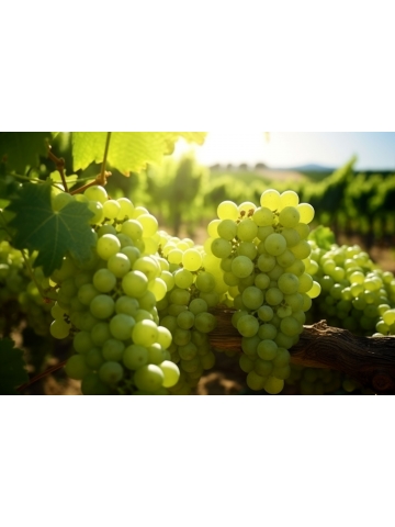 Ekstrakt z pestek winogron MegaNatural®-BP™ (60 kapsułek) - suplement diety